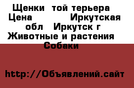 Щенки  той-терьера › Цена ­ 3 000 - Иркутская обл., Иркутск г. Животные и растения » Собаки   